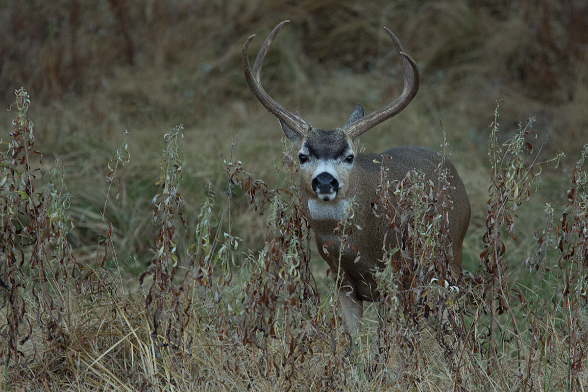 Another Buck