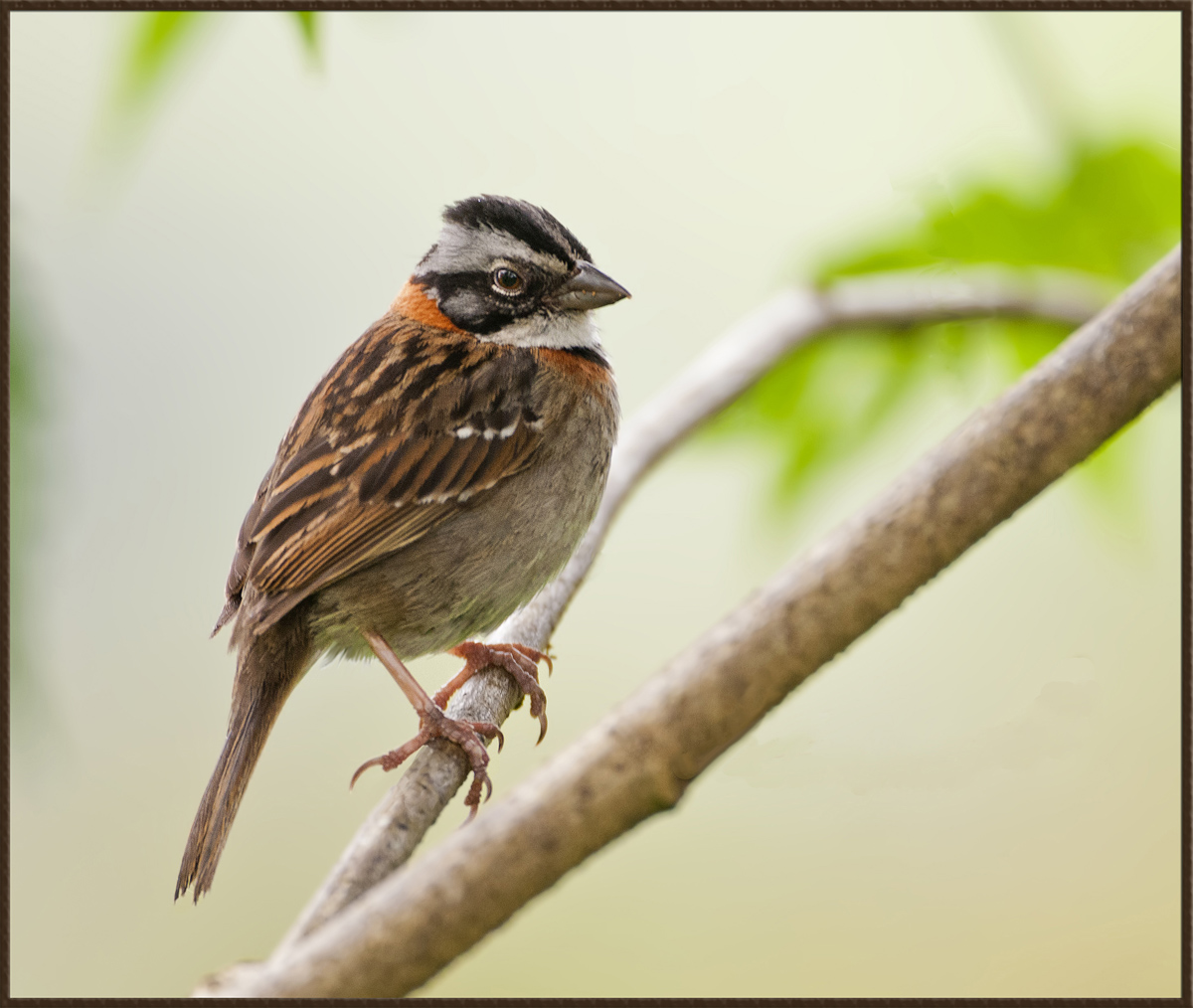 Rufous-Collared...