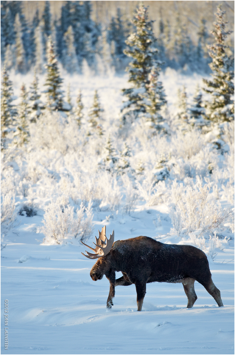 Moose on a Mission + Repost