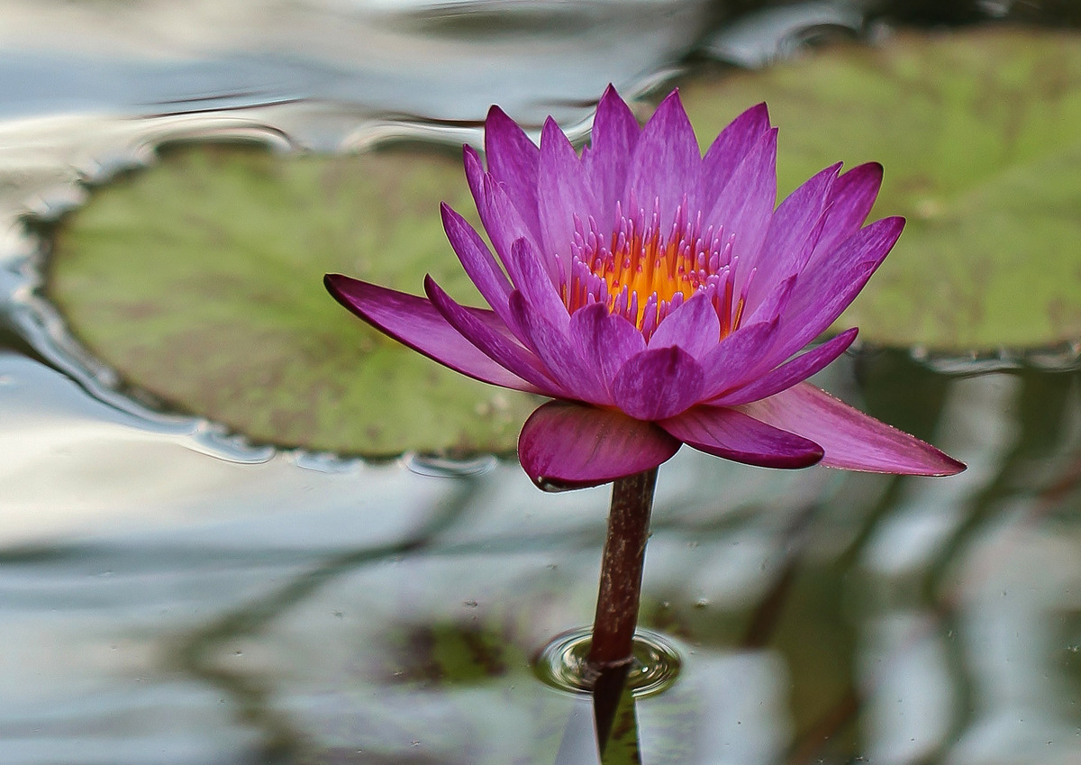 Padded Lily