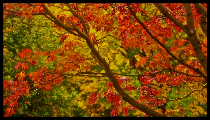 Autumnal Acer