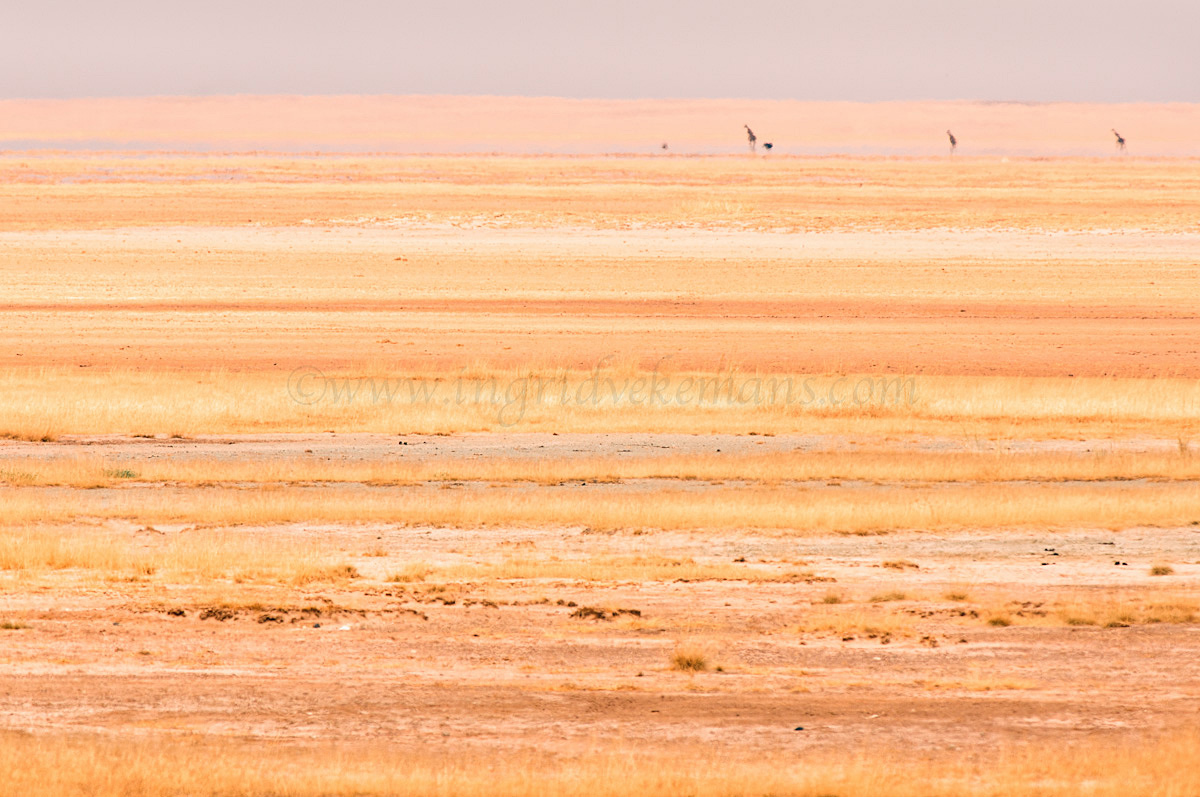 Amboseli Heat Haze