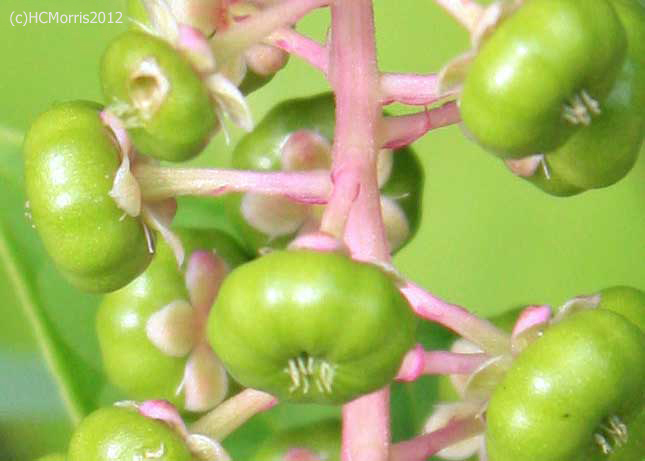 Pokeberries and leaves