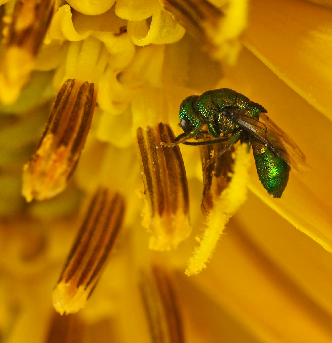 Sweat Bee