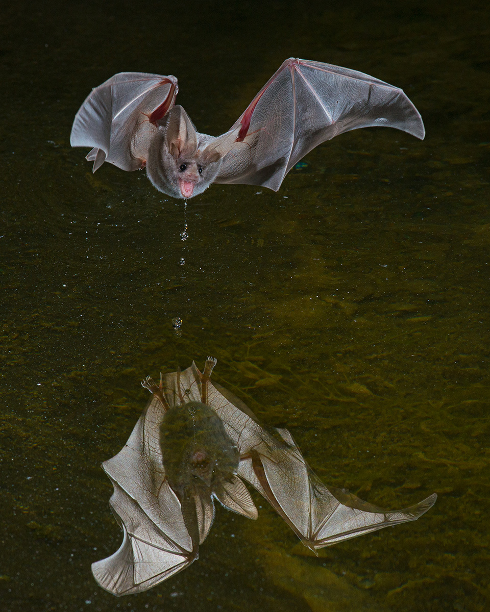 Leaf-nosed Bat