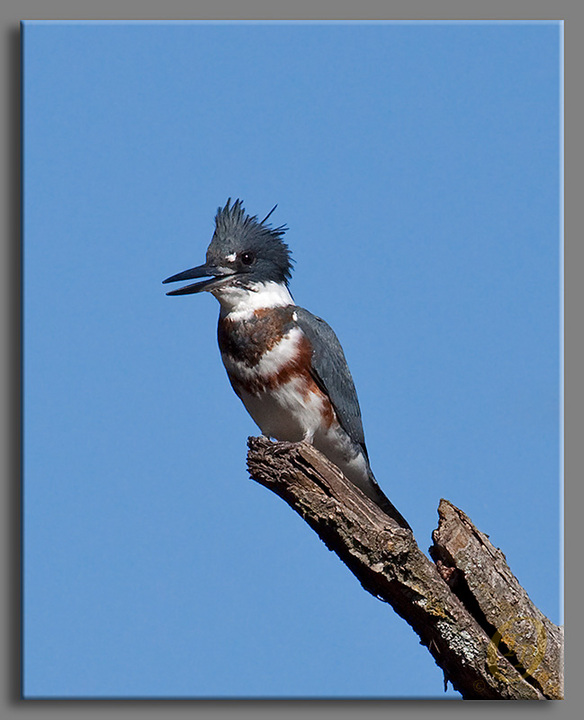 First Belted Kingfisher