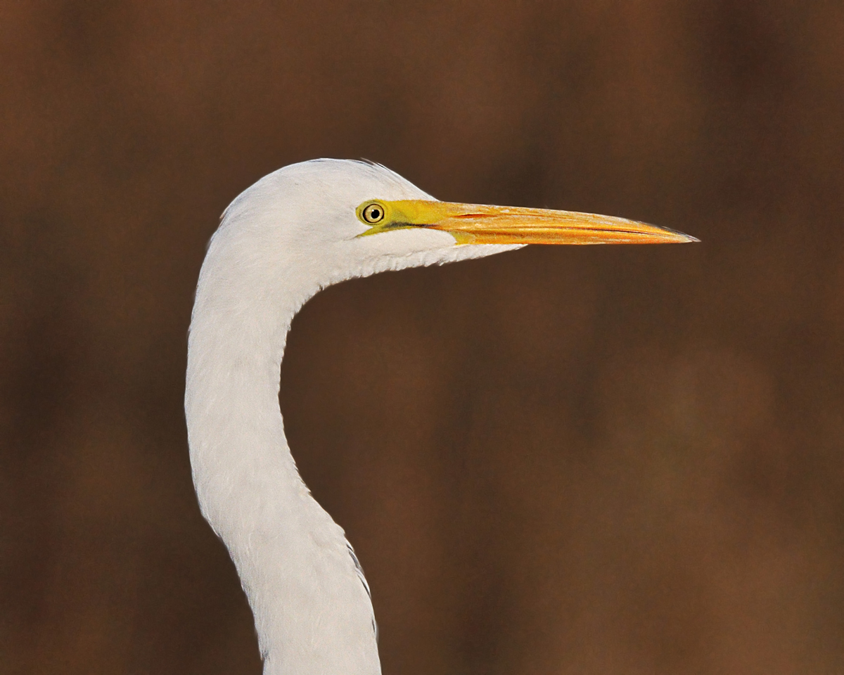 Egret Portrait & Repost