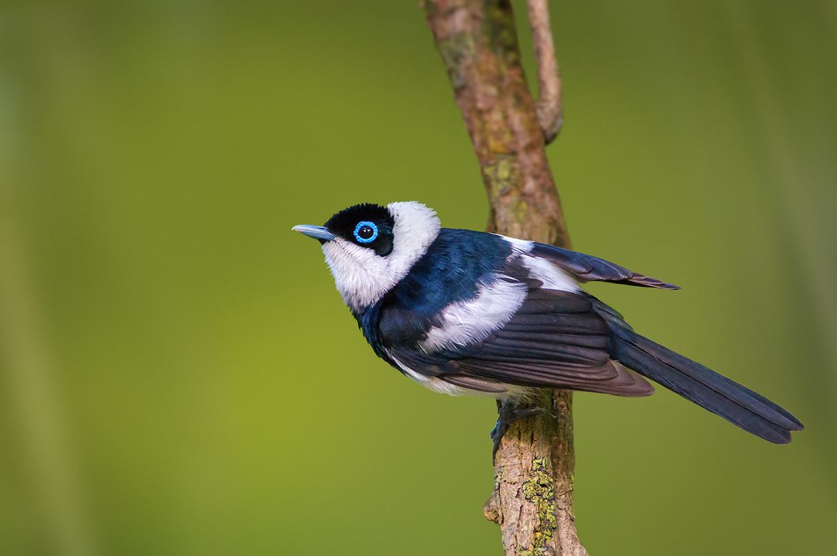Pied Monarch