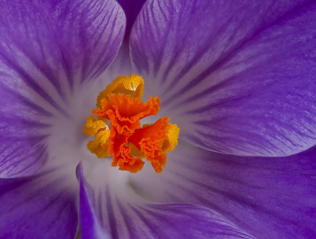 crocus