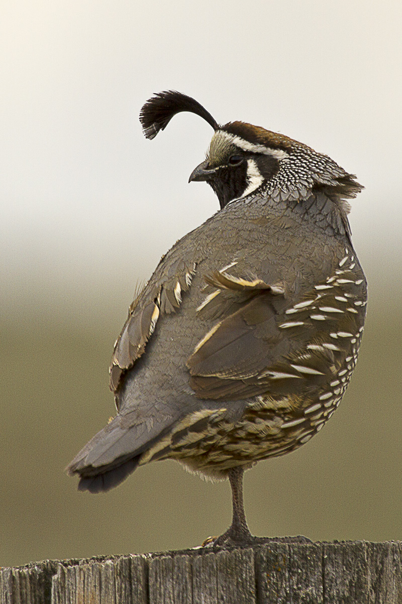 California Quail