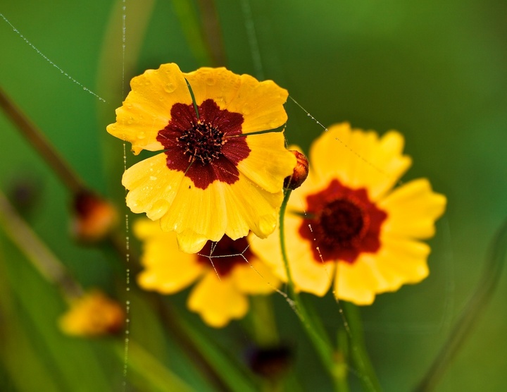Coreopsis