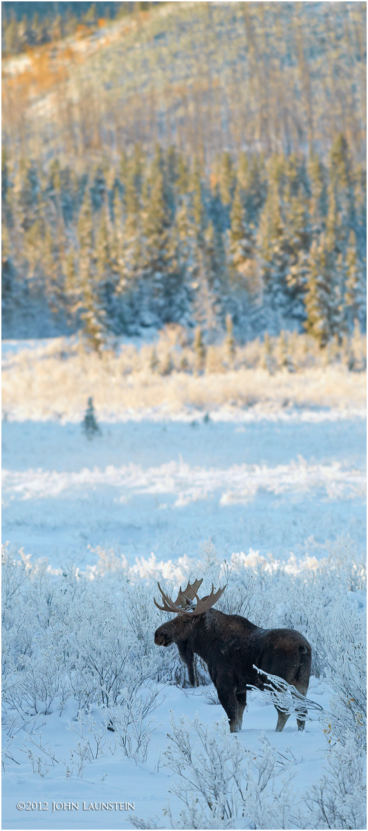 Moosescape