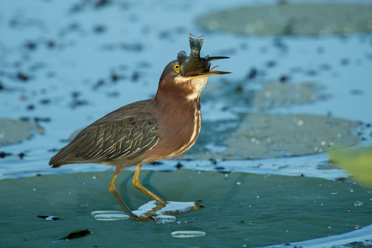 Green Heron with Fish