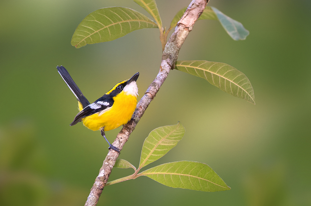 Yellow-breasted Boatbill