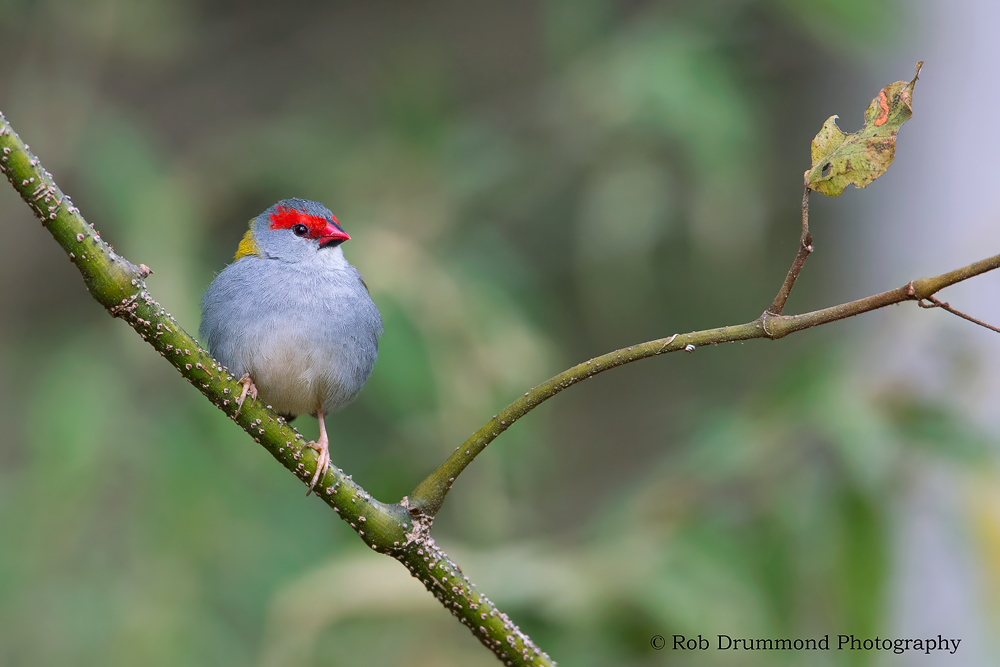 Red-browed Finch