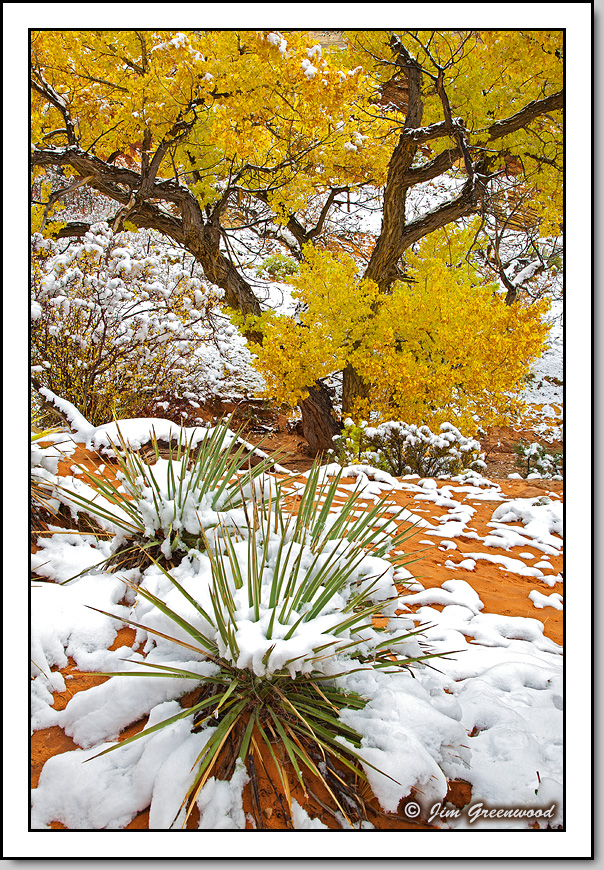 WC #556 - Autumn/Winter