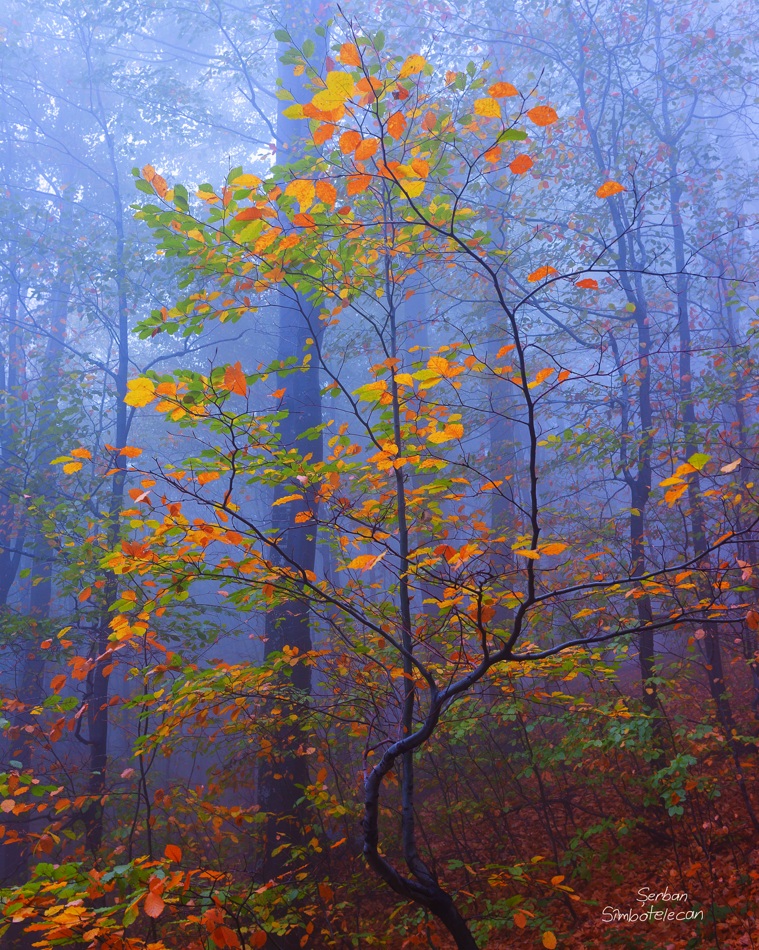 Sound of colors