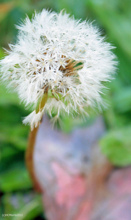 dandelion