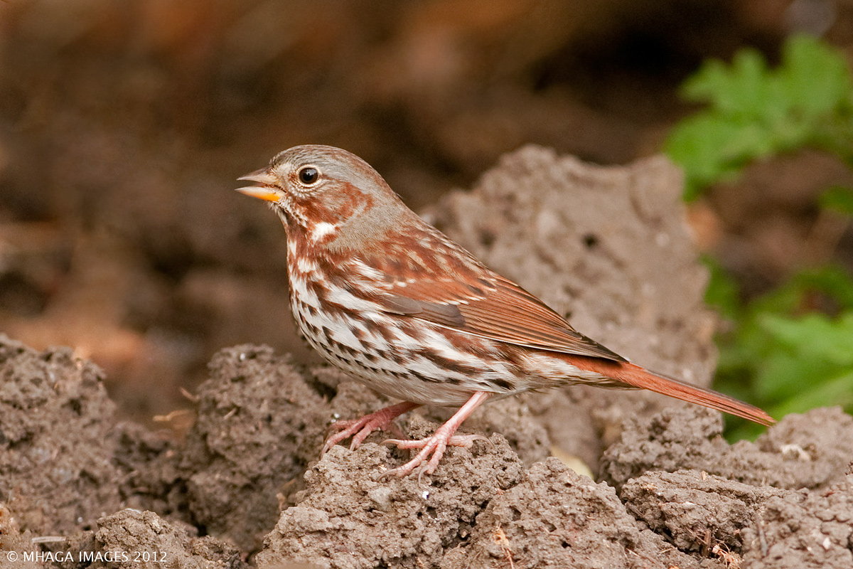 Fox Sparrow
