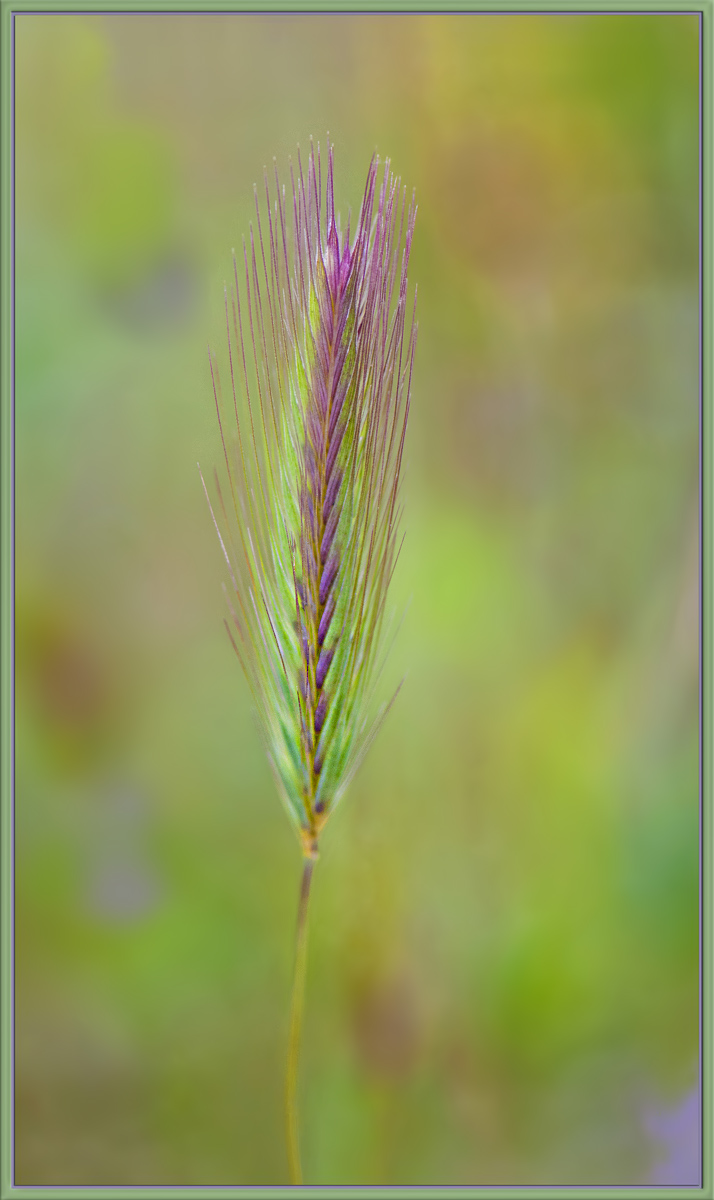 Autumn Grasses