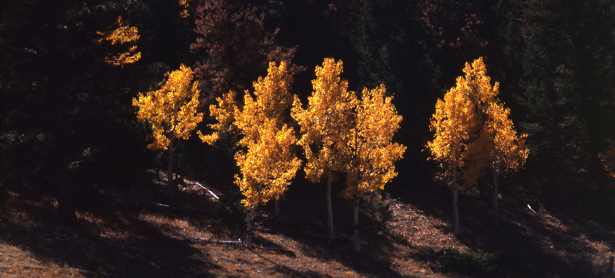 RMNP Aspen