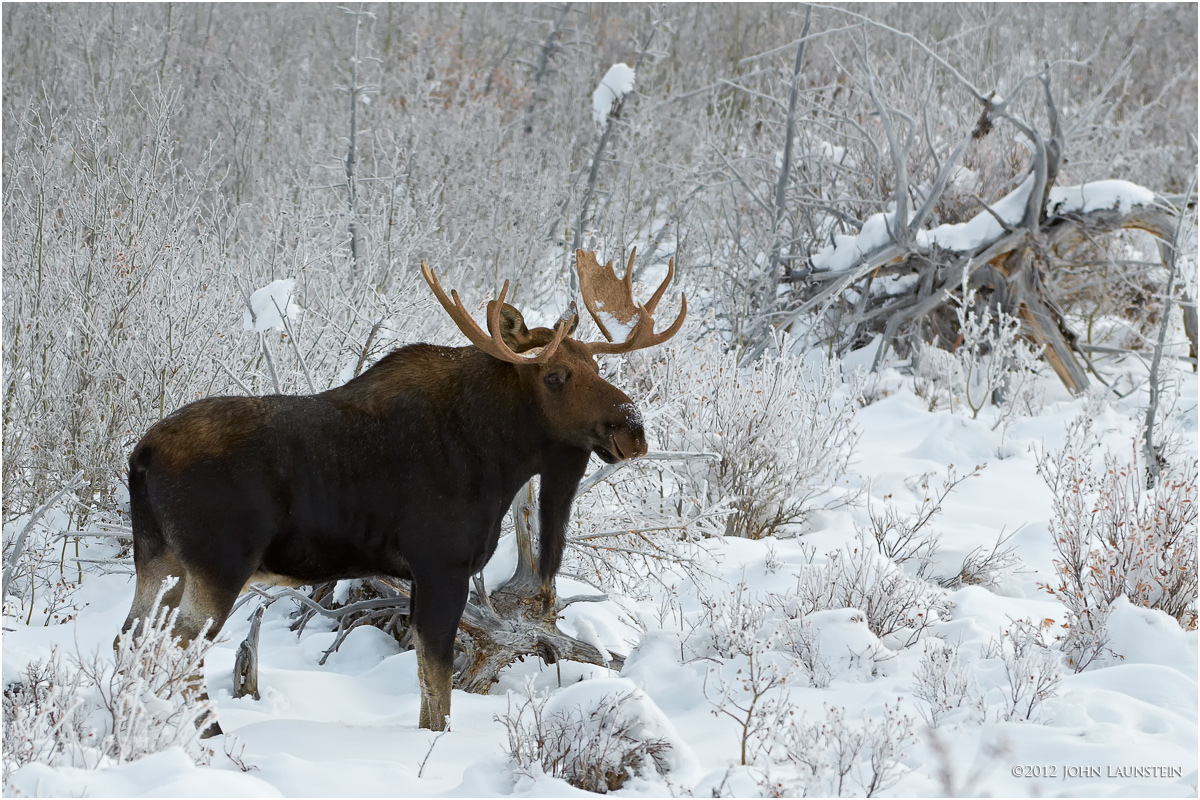 An Early Snow
