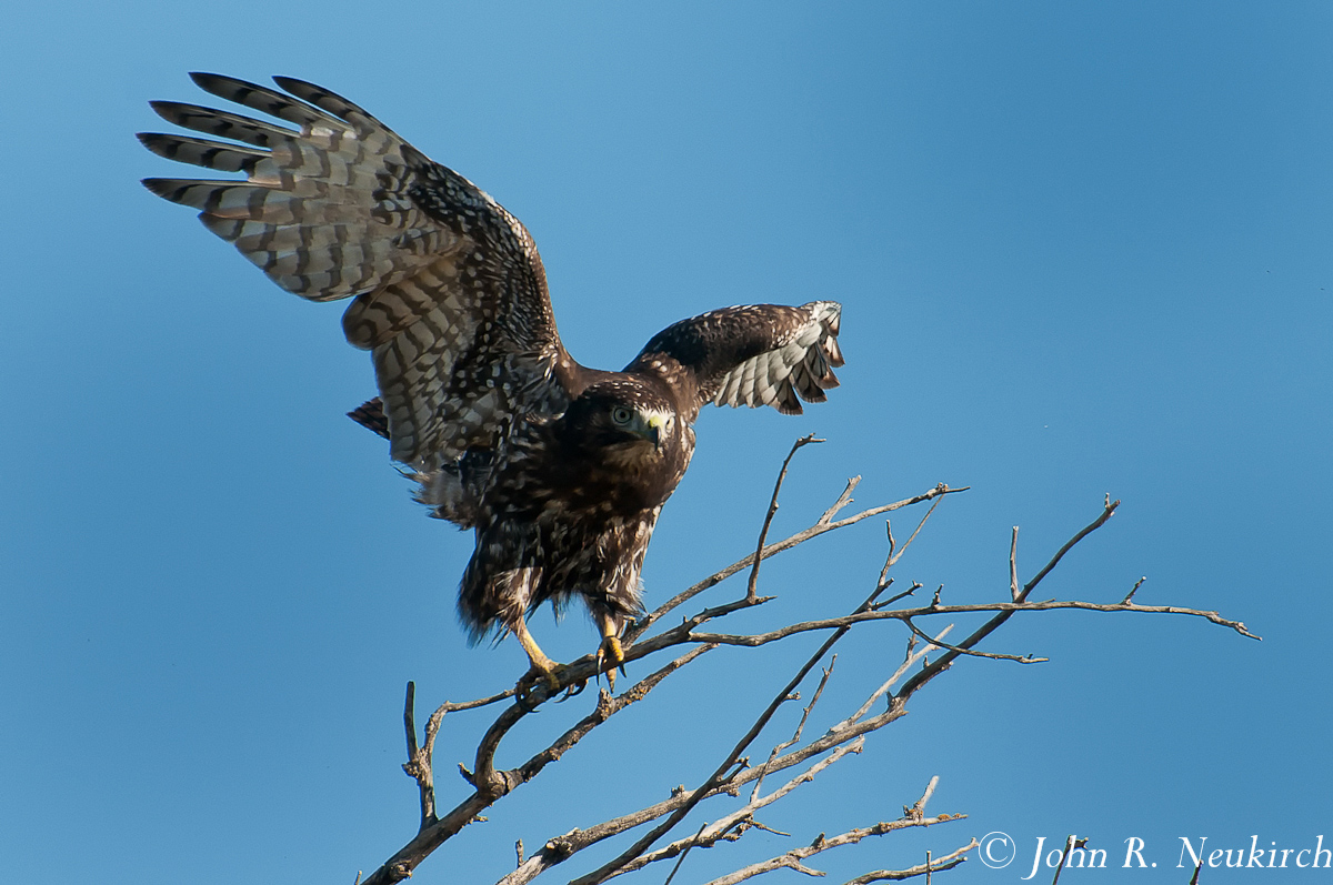 Marsh hawk
