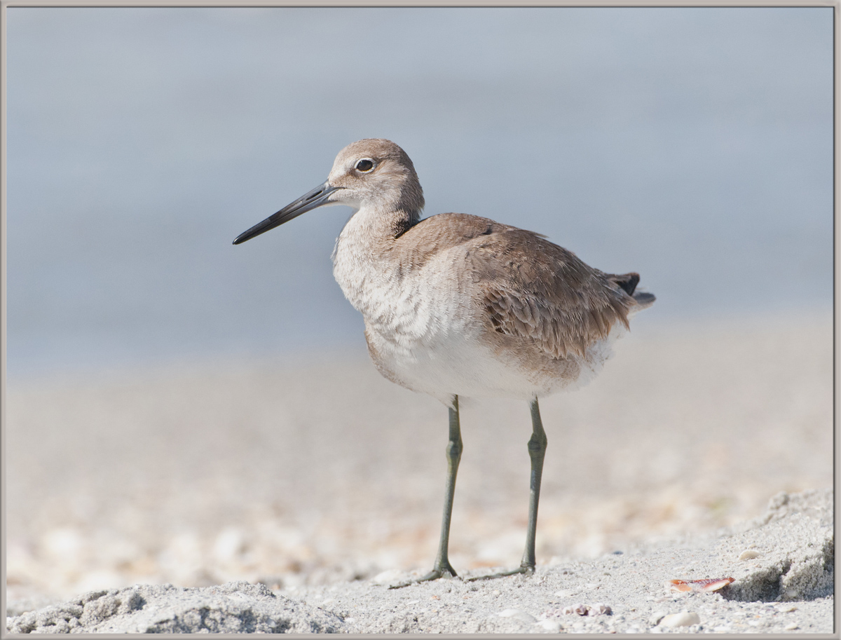 Willet