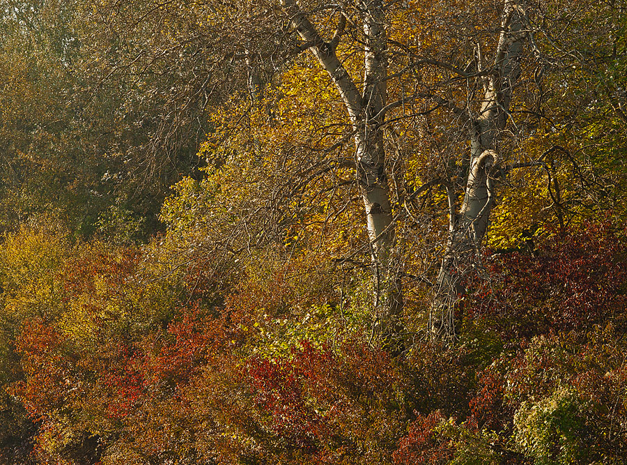 Autumn Impressions