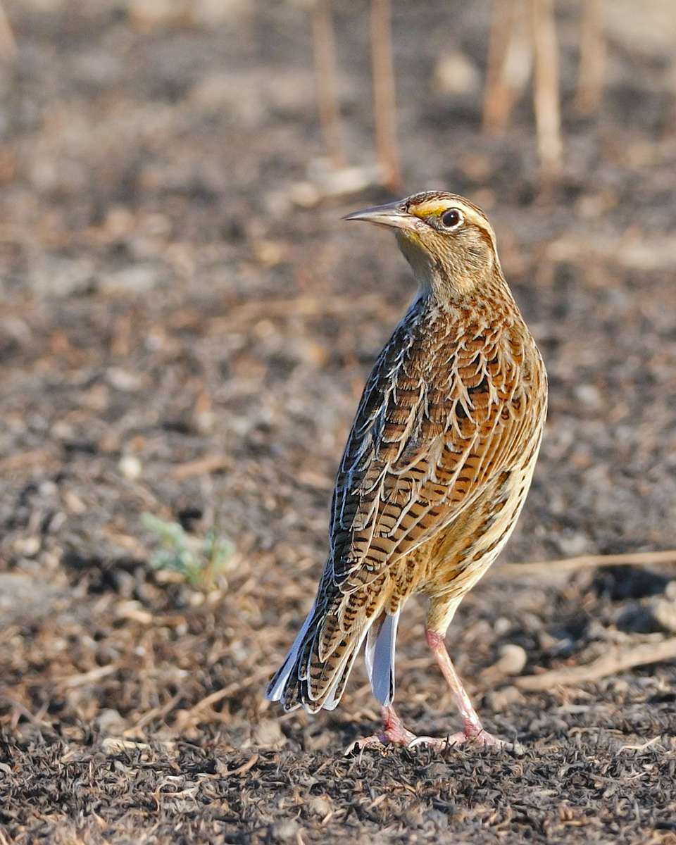 Western Meadowlark