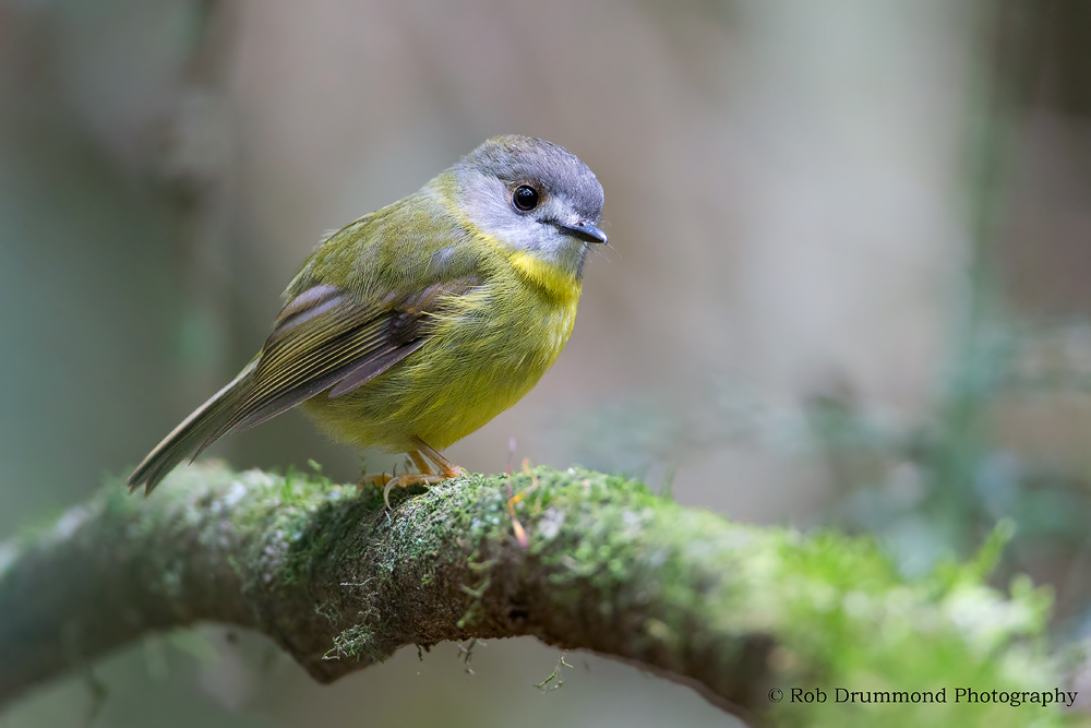 Pale Yellow Robin