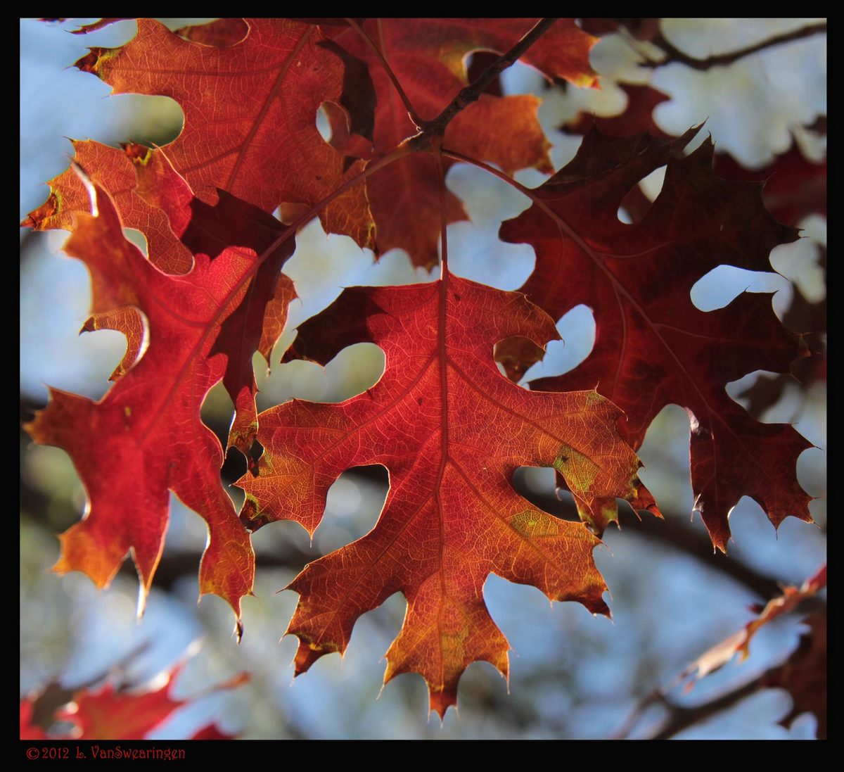 Crimson Leaves