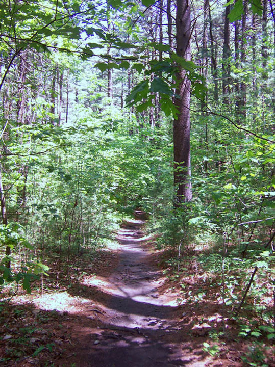 path in the woods