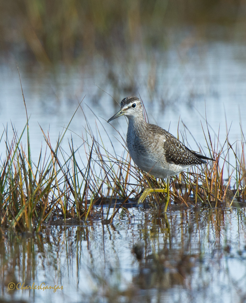 Wood Sandpiper