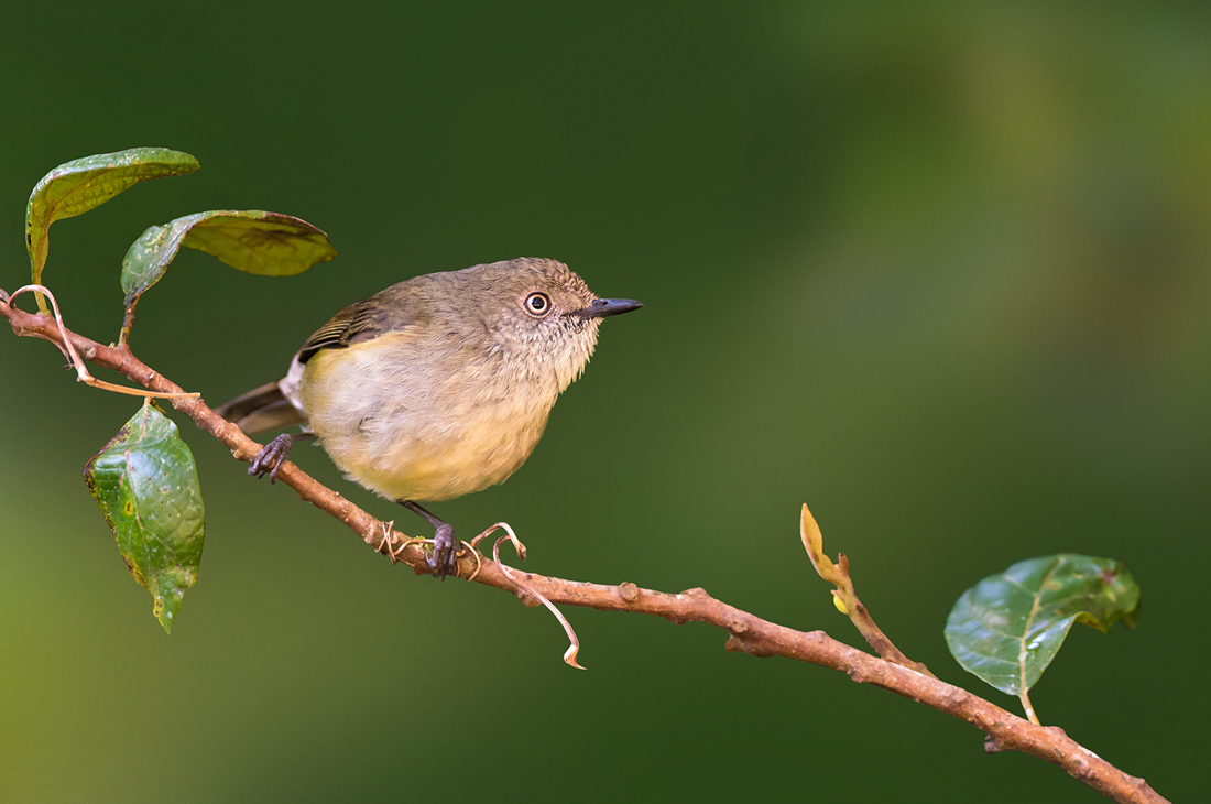 Mountain Thornbill