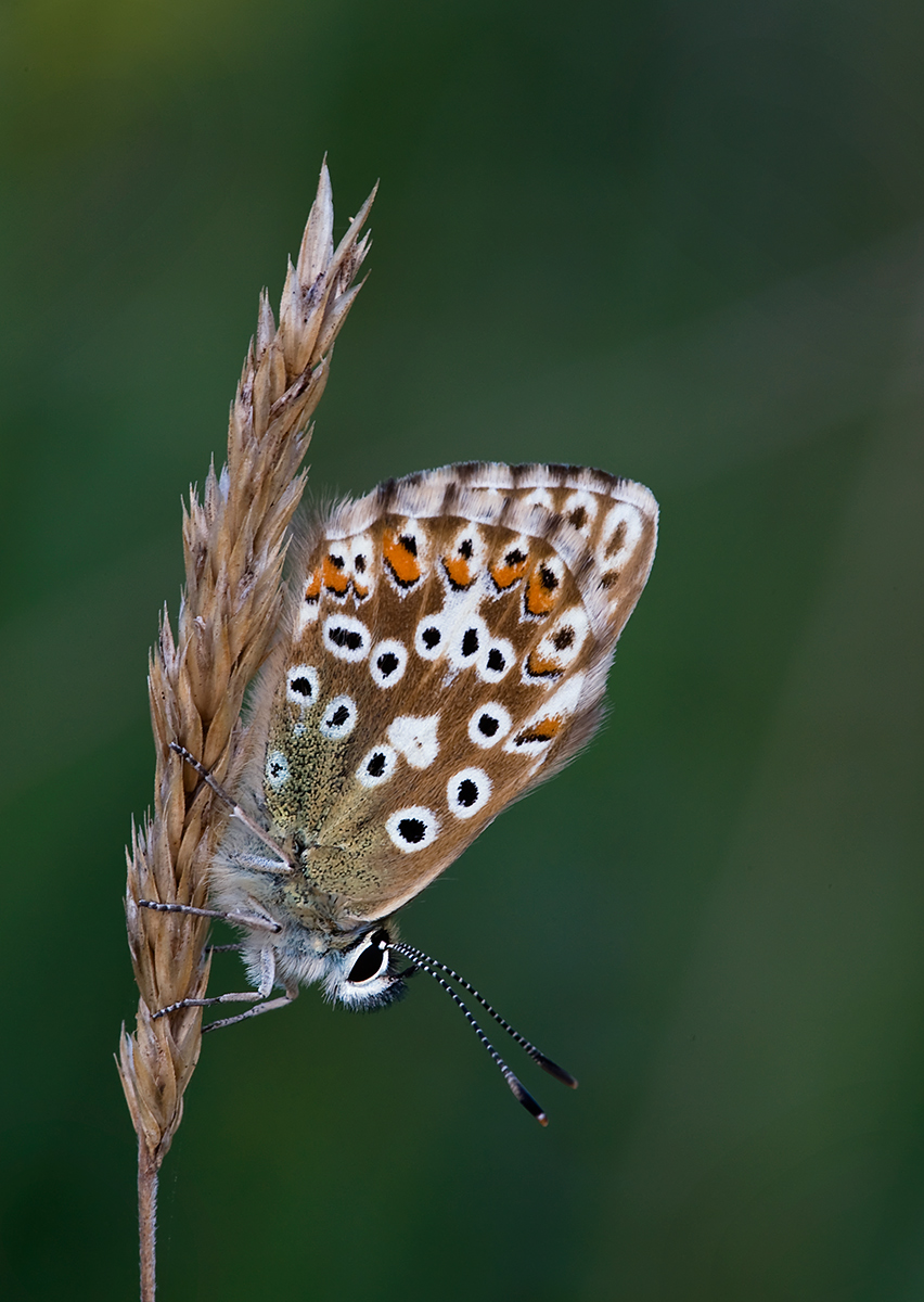 Chalkhill Blue
