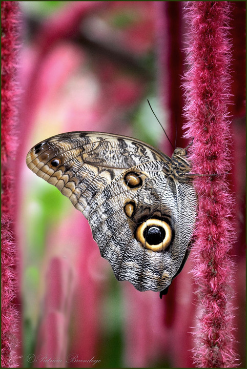 Owl Butterfly
