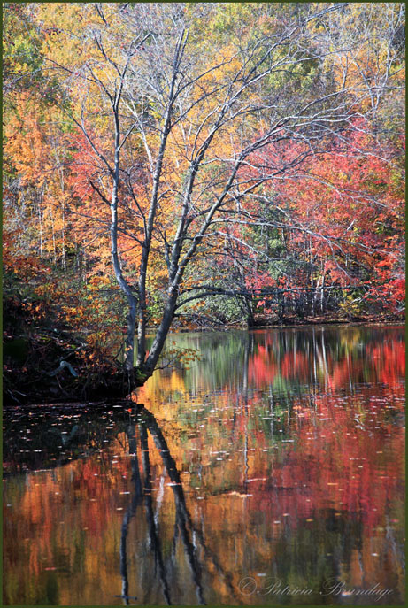 Fall Reflection