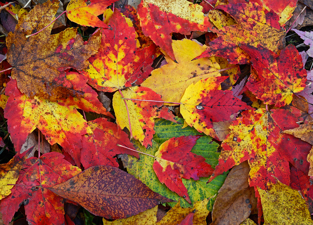 Autumn Leaves