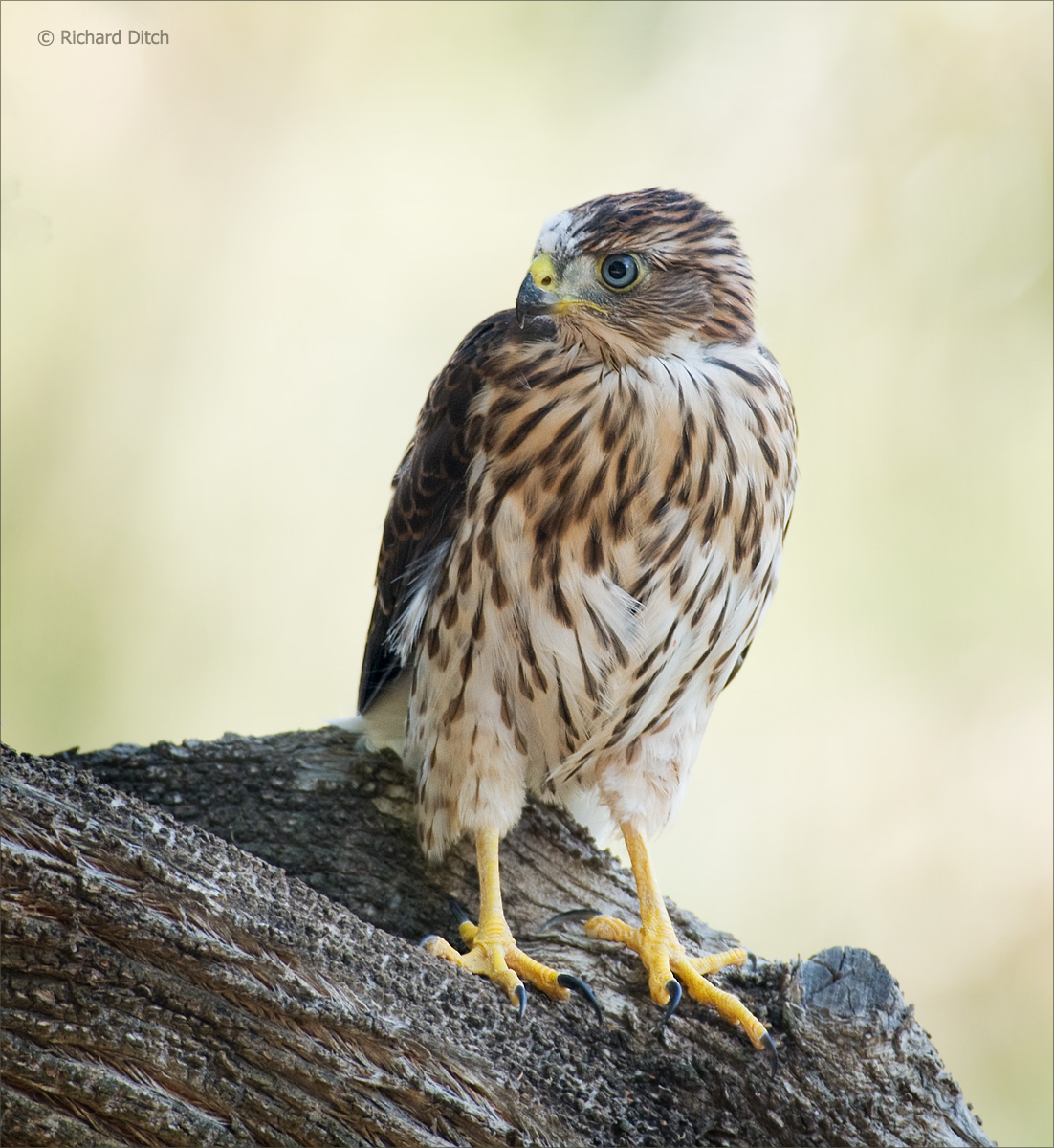 Cooper's Hawk