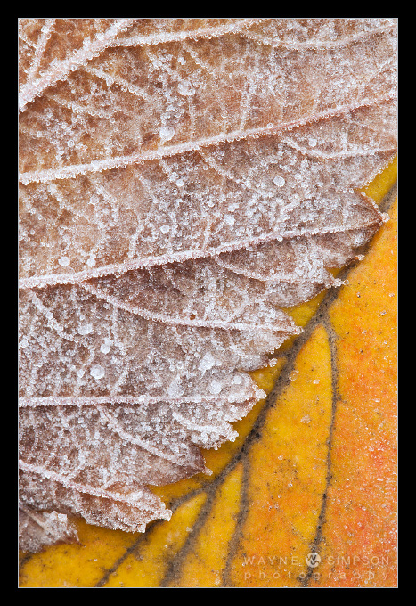 Ice on leaf