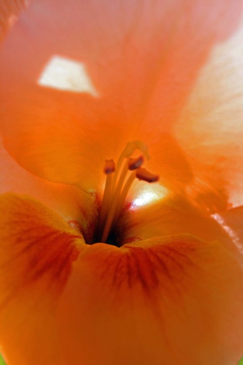 late bloomer