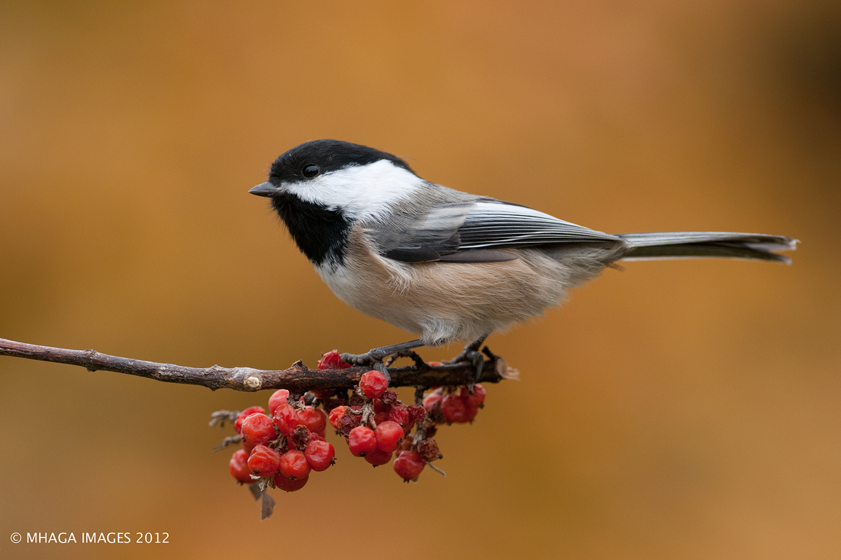Black-capped Chickadee