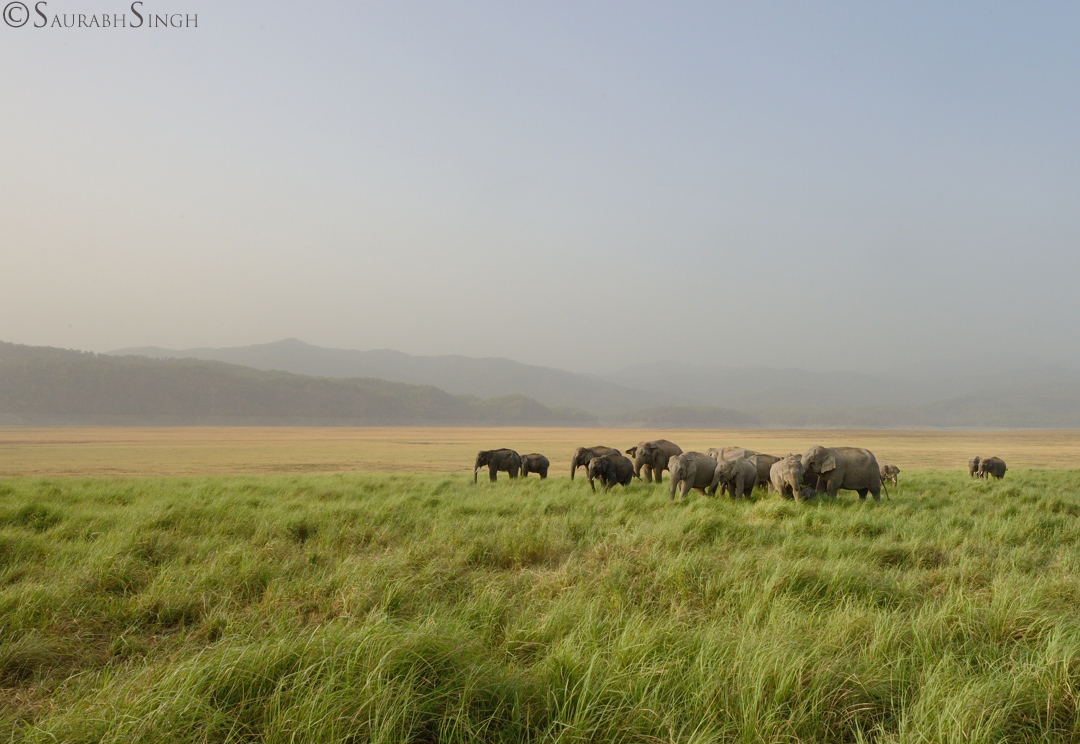 Quintessential Corbett 