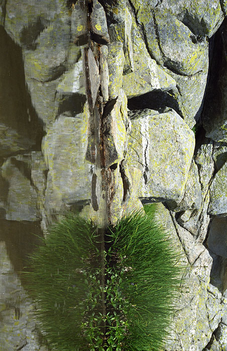 Moses