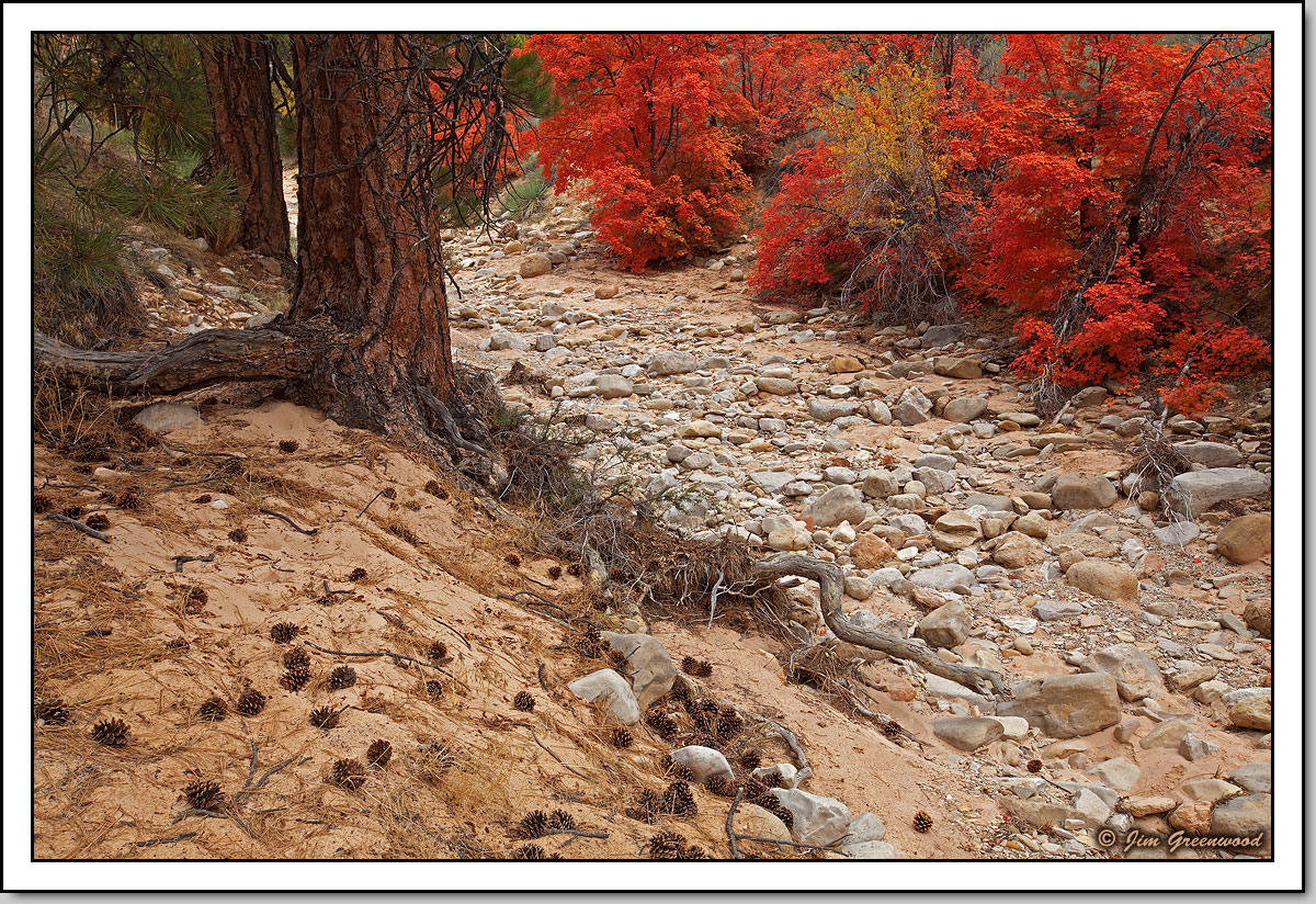 Autumn in Zion (Again)
