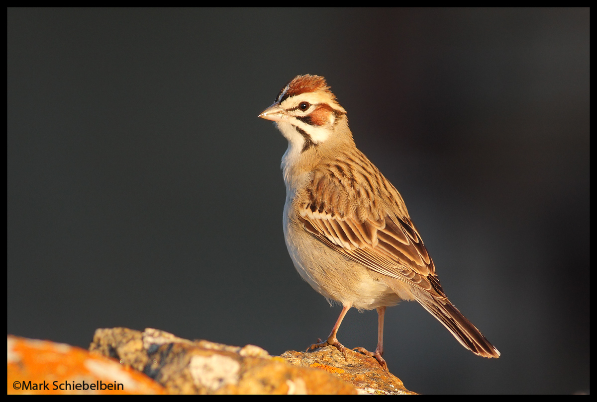 Lark Sparrow