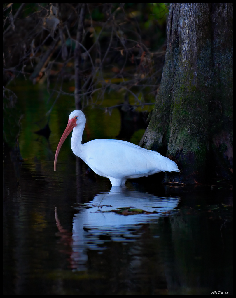 White Ibis