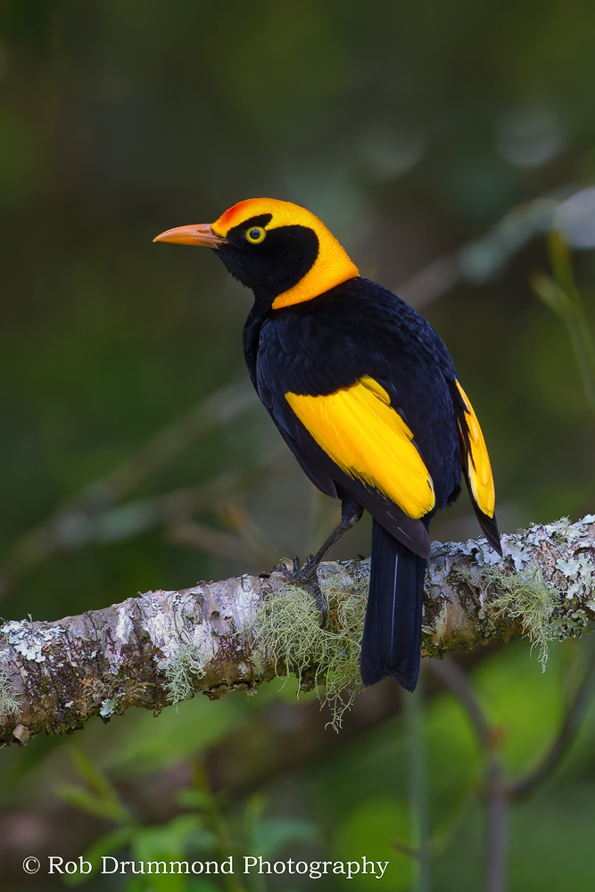 Regent Bowerbird #2