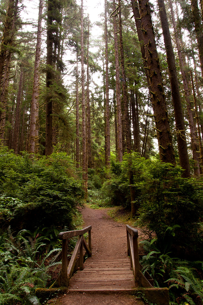 Forest Trail